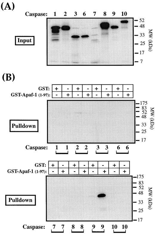 Ordering the Cytochrome c–initiated Caspase Cascade: Hierarchical Activation of Caspases-2, -3, -6, -7, -8, and -10 in a Caspase-9–dependent Manner | Journal of Cell Biology