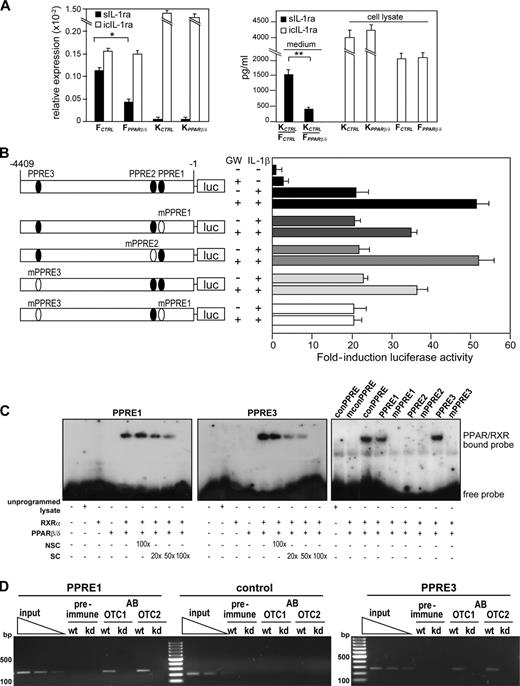 Figure 4. Human sIL-1ra is encoded in a direct PPARβ/δ target gene in fibroblasts. (A) Expression of sIL-1ra and icIL-1ra mRNA (left) and protein (right) in OTC keratinocytes (KCTRL and KPPARβ/δ) and fibroblasts (FCRTL and FPPARβ/δ). sIL-1ra and icIL-1ra mRNA were analyzed by qPCR and normalized to ribosomal protein P0. The sIL-1ra level was determined by ELISA from medium of KCTRL/FCTRL and KCTRL/FPPARβ/δ OTCs. The icIL-1ra levels were measured by ELISA from cell lysates. (B) PPRE1 and PPRE3 of the human sIL-1ra gene are functional. Transactivation assay in fibroblasts cotransfected with a luciferase (luc) promoter driven by the human sIL-1ra promoter and pEF1–β-galactosidase as control of transfection efficiency. Relative positions of the three putative PPREs (PPRE 1–3) and their mutants (mPPRE 1–3) are represented in closed and open ovals, respectively. Cells were treated with either 500 nM GW501516 (GW) and/or 10 ng/ml IL-1β for 24 h. Luciferase activity was measured, and normalized reporter activity is shown as fold induction as compared with untreated fibroblasts. (C) EMSA of human sIL-1ra PPRE1 and PPRE3. Radiolabeled PPRE1 (left) and PPRE3 (middle) were incubated either with RXRα, PPARβ/δ, or both. NSC denotes nonspecific competitor, the nonfunctional MEd DR1 element in the malic enzyme promoter. SC denotes nonradiolabeled consensus PPRE (conPPRE). As positive control, conPPRE was used. Mutated consensus PPRE is denoted by mconPPRE. PPARβ/δ did not bind to PPRE2 and mutated PPRE probes (mconPPRE, mPPRE1, mPPRE2, and mPPRE3; right). (D) PPARβ/δ binds to PPRE1 and PPRE3 of the human sIL-1ra gene in fibroblasts. ChIP assays were conducted using preimmune IgG or antibodies against PPARβ/δ (AB) in FCTRL (WT) and FPPARβ/δ (kd) fibroblasts extracted from two independent OTCs (OTC1 and OTC2). The regions spanning PPRE1 and PPRE2 of the sIL-1ra gene were amplified using appropriate primers (Table S1). A control region between PPRE1 and PPRE2 served as negative control. *, P < 0.05; **, P < 0.01. Data are mean ± SEM, n = 4.