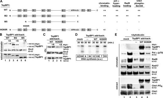 Figure 3. TopBP1 chromatin association is required for pol-α hyperloading and 9-1-1 recruitment to stalled replication forks. (A) Summary of WT and mutant TopBP1s' function in chromatin binding, pol-α hyperloading, Rad9 loading, and Chk1 phospho-Ser344. A.D., activation domain. (B) IVT forms of TopBP1s were added back to TopBP1-depleted egg extract combined with NIB-250 chromatin and, optionally, aphidicolin (+A). The chromatin fraction was isolated and examined for the presence of myc-TopBP1 via Western blotting. (C) Same as B except WT or W265R TopBP1 was added back. (D) Sperm chromatin was added to mock- or TopBP1-depleted (TopBP1 add back) extract optionally containing either blank IVT (−), WT, or W265R TopBP1. DNA synthesis was analyzed at 30 and 60 min as in Fig. S1 C. a.u., arbitrary unit. (E) Sperm chromatin was added to either mock- or TopBP1-depleted (TopBP1 add back) extract supplemented with blank IVT (−), WT, or W265R TopBP1 and, optionally, aphidicolin. Checkpoint proteins on chromatin and Chk1 phosphorylation in extract were assessed by immunoblotting.