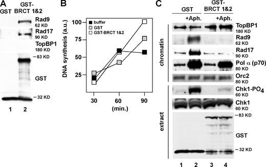 Figure 5. BRCT 1 and 2 of TopBP1 blocks the loading of 9-1-1 but neither TopBP1 nor pol-α onto stalled replication forks in a dominant-negative manner. (A) Either GST or GST–BRCT 1 and 2 was used for GST pull-down assays as described in Materials and methods. (B) Sperm chromatin was incubated in egg extracts supplemented with buffer, 926 nM GST, or 806 nM GST–BRCT 1 and 2. DNA synthesis products were analyzed at 30, 60, and 90 min as in Fig. S1 C. a.u., arbitrary unit. (C) Either 926 nM GST or 806 nM GST–BRCT 1 and 2 was preincubated with egg extracts, which were then supplemented with sperm chromatin and, optionally, aphidicolin (+Aph.). Checkpoint proteins on chromatin and Chk1 phosphorylation in extract were analyzed as in Fig. 1 B.