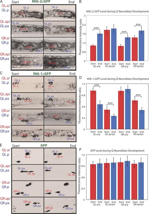 Figure 3. Changes in MIG-2 and INA-1 protein levels during Q cell migration. (A–F) MIG-2∷GFP (A and B), INA-1∷GFP (C and D), and soluble GFP (E and F) were imaged at the start and end stage of migration of the indicated four pairs of Q neuroblast descendants. (A, C, and E) Images of Q cells at the start and the end of migration are shown. (B, D, and F) Fluorescence intensities of MIG-2∷GFP (n = 17–29), INA-1∷GFP (n = 17–33), and GFP (n = 12) expressed as a ratio between four Q descendant pairs are shown. ***, statistical significance of difference in the fluorescence intensity ratio between the start and the end (P < 0.001, Student's t test). Error bars indicate SEM. The absolute protein levels for each cell are shown in Fig. S3 (A–C). L, left; R, right; A, anterior; P, posterior. Bar, 5 µm.