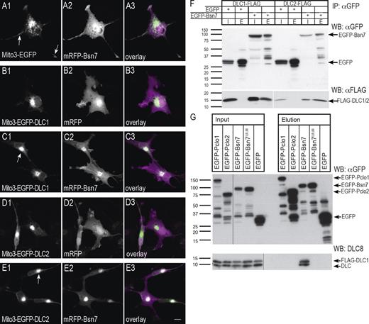 Figure 2. Bassoon interacts with DLC1 and DLC2 in mammalian cells. (A–E) Mito-targeting assays in COS-7 cells. Cells were fixed 18 h after transfection. Mito-targeted EGFP or EGFP-DLCs are localized at mitochondria (compare A1–E1 with Fig. S1). Bsn7 shows a uniform cytoplasmic distribution when coexpressed with Mito-EGFP control construct (A2) but is corecruited to mitochondria when mito-targeted DLC1 or DLC2 are coexpressed (C2 and E2). Targeting of DLC to mitochondria does not affect the localization of mRFP (B2 and D2). The arrows in A1 indicate the normally distributed localization of mitochondria in cell protrusions. In contrast, mitochondria are clustered near the cell centers when Mito-EGFP-DLC1 and Mito-EGFP-DLC2 are expressed (C1 and E1, arrows). (F and G) Coimmunoprecipitation of the Bassoon–DLC1/2 complexes from HEK293T cells. Lysates from transfected cells with EGFP-tagged Bsn7, Bsn7I,II,III, Pclo1, or Pclo2 and Flag-tagged DLCs were incubated with anti-GFP antibodies coupled to magnetic beads. WBs of input material (I and Input lanes) and eluates (E and Elution lanes) detected with antibodies against GFP (top), anti-Flag (F, bottom), or with DLC8 antibody (G, bottom). All expressed EGFP-tagged proteins (I and Input lanes) were successfully immunoprecipitated (E and Elution lanes, arrows). (F) DLC1 and DLC2 were coimmunoprecipitated with EGFP-Bsn7 but not with EGFP. (G) Overexpressed DLC1 and endogenous DLC were precipitated with Bsn7 but not with the DBM Bsn7I,II,III, Pclo1 and Pclo2 constructs, and EGFP. Black lines indicate that intervening lanes have been spliced out. (F and G) Molecular mass is indicated in kilodaltons. IP, immunoprecipitation. Bar, 10 µm.
