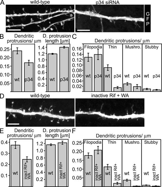 Figure 5. Arp2/3 is necessary for spine head formation. (A) Mouse hippocampal neurons were transfected with GFP or GFP + p34 siRNA at DIV 10. At DIV 11, the cells were fixed and stained with anti-p34 antibodies (see Fig. S4). Reduced p34 levels resulted in a loss of spine heads. Bars, 5 µm. (B) Dendritic protrusion density and length of p34 siRNA-transfected neurons was analyzed with NeuronIQ software (Cheng et al., 2007). Dendritic protrusion density was decreased and dendritic protrusion length increased in p34 siRNA-transfected cells compared with wild-type cells. See Tables I and II for numerical data. (C) Dendritic protrusion morphology analysis revealed a clear reduction of thin, mushroom, and stubby spines. See Tables I and II for numerical data. (D) Mouse hippocampal neurons were transfected with GFP (wt) or inactive Rif + Scar1-WA (inact Rif + WA) constructs at DIV 10. At DIV 11, cells were fixed and stained with anti-myc antibodies. Inhibition of Arp2/3 and Rif induced spine head loss. Bars, 5 µm. (E) Dendritic protrusion density was reduced, whereas mean dendritic protrusion length was not affected in cells expressing inactive Rif and Scar1-WA. See Table IV for numerical data. (F) Morphology analysis revealed a significant reduction in thin, mushroom, and stubby spines in cells expressing inactive Rif and Scar1-WA. See Tables I and II for numerical data. Graphs represent mean ± SEM.