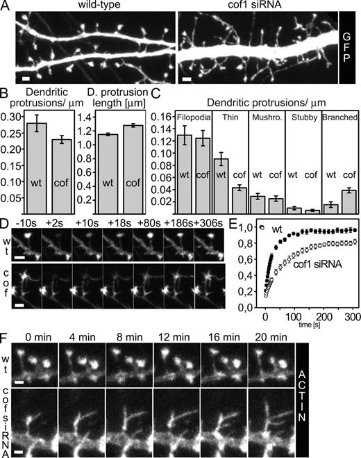 Figure 6. Cofilin-1 is necessary for proper spine morphology and actin turnover. (A) Mouse hippocampal neurons were transfected with GFP in the presence or absence of cofilin-1 siRNA oligonucleotides at DIV 11. On DIV 12, the cells were fixed and stained with anti–cofilin-1 antibodies (see Fig. S5). Reduction in cofilin-1 protein levels resulted in abnormal spine morphology (longer necks, branched spine heads). (B) Dendritic protrusions of wild-type and cofilin-1 siRNA-transfected cells were analyzed with NeuronIQ software (Cheng et al., 2007). Dendritic protrusion density was reduced and dendritic protrusion length was increased in cofilin-1 siRNA-transfected cells as compared with wild-type cells. Numerical data are presented in Table IV. (C) Morphology analysis revealed a decrease in the number of thin spines. Numerical data are presented in Tables I and II. Moreover, the density of branched spines was increased from 0.015 to 0.039 spines per micrometer (P < 0.001) as compared with wild-type cells. Graphs represent mean ± SEM. (D) The rate of actin turnover was analyzed from wild-type and cofilin-1 siRNA-transfected cells by FRAP. Mouse cortical neurons were transfected with GFP-actin (wt) or with GFP-actin with cofilin-1 siRNA (cof) at DIV 11, and the FRAP analysis was performed at DIV 12. The frames before (−10 s) and after bleach (from +2 to +306 s) are shown. In the spines of wild-type neurons, the fluorescence of GFP-actin recovery was nearly complete at 80 s; in cofilin-1 siRNA neurons, complete recovery was not achieved within 306 s. (E) The averaged recovery curves from nine wild-type and seven cofilin-1 siRNA cells revealed a diminished rate of actin turnover in cofilin-1 siRNA-transfected cells. Error bars represent SEMs. (F) Dynamics of spines of wild-type and cofilin-1 siRNA-transfected cells were followed by time-lapse stack confocal scan microscopy. Mouse hippocampal neurons at DIV 11 (wild-type) or DIV 10 (cofilin-1 siRNA) were transfected with GFP-actin without (wt; Video 7) or with cofilin-1 siRNA oligonucleotides (cofsiRNA; Video 9), and the time-lapse videos were acquired on the day after the transfection. Note the slow removal of the filopodia-like protrusions from the spine head in the cofilin-1–depleted cell. Bars, 1 µm.