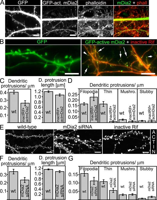 Figure 3. Role of mDia2 in spinogenesis. (A) Mouse hippocampal neurons were transfected with a plasmid expressing GFP (left) or a GFP fusion of active mDia2 construct at DIV 11, then fixed and stained with phalloidin at DIV 12. Active mDia2 localized to the filopodia tips, and its expression induced filopodia and spine head loss. (B) Mouse hippocampal neurons were transfected with GFP (left) or GFP-active mDia2 (green) and inactive Rif-myc (red) constructs at DIV 12; the cells were fixed and stained with anti-myc antibodies at DIV 13. Expression of active mDia2 overcomes the effect of inactive Rif. Arrows indicate the GFP-mDia2 tip localization. (C) Quantitative analysis of neurons expressing inactive Rif and active mDia2 (inactRif + actmDia2) showed significant reduction in dendritic protrusion density and length as compared with wild-type (wt) cells. Numerical data and p-values are presented in Table IV. (D) Dendritic protrusion morphology analysis of inactive Rif and active mDia2-expressing neurons revealed an increase in the number of filopodia and a significant decrease in the number of thin spines. Numerical data and p-values are presented in Tables I and II. (E) Mouse hippocampal neurons were transfected with GFP-actin, GFP-actin + mDia2 siRNA, or GFP-actin + inactive Rif constructs at DIV 12; the cells were fixed and stained with anti-mDia2 antibodies (Fig. S3) or anti-myc antibodies (not depicted) at DIV 13. Transfection of cells with mDia2 siRNA oligonucleotides resulted in dendritic protrusion morphology defects similar to those from expression of inactive Rif (shortened spine necks and larger spine heads). (F) Quantitative analysis of mDia2 siRNA-treated neurons showed a significant reduction in dendritic protrusion density and dendritic protrusion length as compared with wild type (wt). Numerical data and p-values are presented in Table IV. (G) Dendritic protrusion morphology analysis of mDia2 siRNA-treated neurons revealed a decrease in the number of filopodia and thin spines, and a significant increase in the number of stubby spines. Numerical data and p-values are presented in Tables I and II. Graphs represent mean ± SEM. Bars, 5 µm.