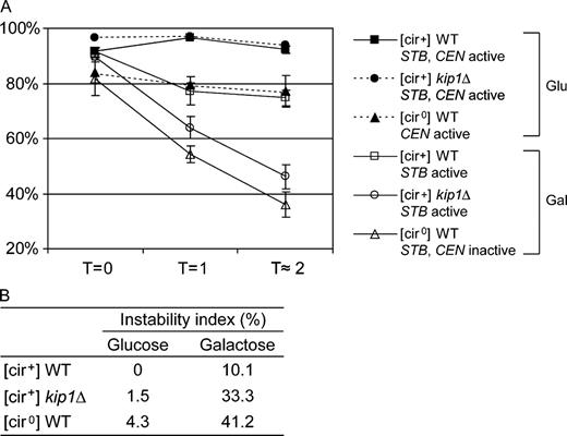 Figure 2. Loss rates of a single-copy reporter plasmid in wild-type and kip1Δ strains. (A) Plasmid loss at the end of the first two generations after release of cells from G1 arrest (see Fig. 1 C) was estimated by scoring cells for the retention of the TRP1 marker harbored by the reporter plasmid. Results were obtained from three independent assays, and plotted with error bars to indicate standard deviations from the mean. (B) The rate of plasmid loss per cell division event (instability index) , where n = number of generations; f0 = fraction of plasmid bearing cells at time zero; fn = fraction of plasmid bearing cells after n generations (Murray and Cesareni, 1986).