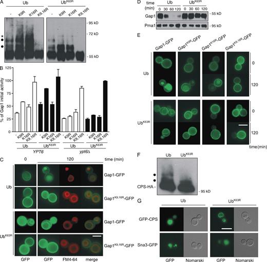 Figure 1. K63-linked ubiquitylation is required for MVB sorting of Gap1 and CPS. Cells expressing Ub or UbK63R as the sole source of Ub were grown in glucose- and proline-containing yeast nitrogen base medium. (A) gap1Δ cells were transformed with a centromeric vector carrying the GAP1 gene or its gap1K9R, gap1K16R, or gap1K9,16R allele. Cells were collected 5 min after the addition of 100 mM ammonium and were used to prepare total protein extracts, and the Gap1 ubiquitylation profile was examined by Western blotting using anti-Gap1 antibodies. Ubiquitylated forms of Gap1 corresponding to an additional mass of ∼7 kD are indicated with dots, whereas the molecular mass of the band marked with an asterisk suggests that it corresponds to a modified form of the upper ubiquitylated conjugate. In the case of cells expressing native Gap1 and Ub, more than two bands may be detected if Ub is overproduced or after a longer incubation in the presence of ammonium (Fig. S1). (B) gap1Δ or gap1Δ ypt6Δ cells were transformed with vectors as in A. Gap1 activity was measured before and 120 min after the addition of 100 mM ammonium. Graph bars represent the percentage of Gap1 initial activity remaining at time 120 min (mean of two independent experiments). Error bars represent standard deviation. (C and E) gap1Δ cells were transformed with a centromeric vector encoding Gap1-GFP, Gap1K9R-GFP, Gap1K16R-GFP, or Gap1K9,16R-GFP. Gap1-GFP localization was examined by fluorescence microscopy before and 120 min after the addition of 100 mM ammonium. The vacuolar membrane was labeled with the lipophilic marker FM4-64. (D) Total protein extracts were prepared from cells as in A and collected before and at different times after the addition of ammonium. Gap1 stability was analyzed by immunoblotting with anti-Gap1 antibodies. (F) The ubiquitylation profile of CPS was examined by Western blotting using anti-HA antibodies in total protein extracts prepared from CPS-HA3 cells. Ubiquitylated forms corresponding to an additional mass of ∼7 kD are indicated with dots. (G) Cells were transformed with a vector encoding GFP-CPS or Sna3-GFP. The localization of GFP-CPS and Sna3-GFP was examined by fluorescence microscopy. Bars, 5 µm.