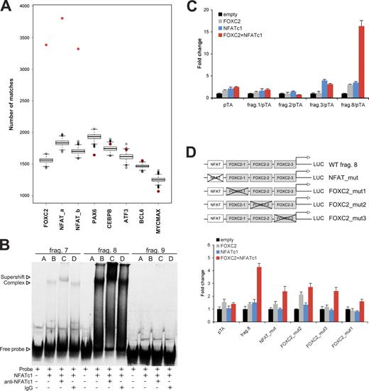 Figure 10. Cooperation of FOXC2 and NFATc1 signaling. (A) Enrichment of FOXC2- and NFATc1-binding sites in ChIP sequences. Red points indicate the number of sites observed in the original ChIP sequences, showing that both FOXC2 (de novo–discovered matrix)- and NFAT (M00302 and M00935)-binding sites are highly enriched compared with the randomized sequences. PAX6 (M0097), CEBPB (M00109), ATF3 (M00513), BCL6 (M01183), and MYCMAX (M00322) are shown as examples of nonenriched sites. (B) NFATc1 interacts with a subset of FOXC2 ChIP regions. 33P-labeled DNA probes of ∼200 bp from selected ChIP peak regions (Fig. S4 D) were incubated with recombinant NFATc1 protein together with anti-NFATc1 or control antibodies, and the resulting DNA–protein complexes were analyzed by EMSA. (C) Coregulation by FOXC2 and NFATc1. Selected ∼200-bp fragments of ChIP peak regions (Fig. S4 D) were subcloned into a pTA-luc luciferase reporter, and the luciferase activity was analyzed after cotransfection with either empty expression vector, expression vectors for FOXC2 or NFATc1, or both FOXC2 and NFATc1. (D) Mutations in FOXC2-binding sites reduce coactivation by NFATc1. Luciferase activity was analyzed after cotransfection of wild-type (WT) or mutated fragment 8/pTA-luc luciferase reporters with either empty expression vector, expression vectors for FOXC2 or NFATc1, or cotransfection with both FOXC2 and NFATc1. Data are presented as the mean ± SD.