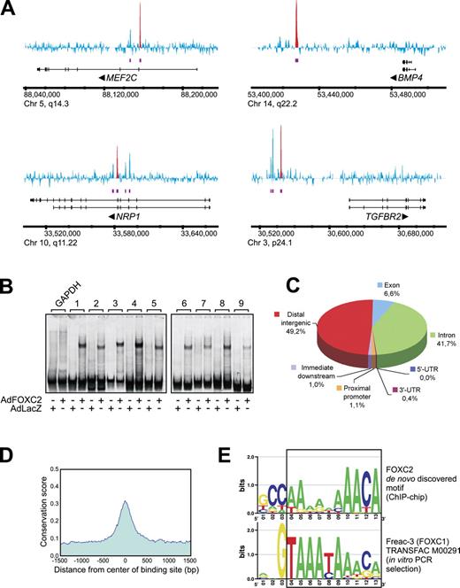 Figure 9. Location analysis of FOXC2-binding sites in LECs. (A) Visualization of several FOXC2-binding regions. MAT score for each tiling array probe is shown in blue. Purple bars indicate FOXC2-enriched regions. Red peaks indicate ChIP regions selected for validation by EMSA. Potential target genes are indicated below the enrichment profile. Vertical lines, exons; horizontal lines, introns. Arrowheads indicate the direction of transcription. (B) Validation of ChIP-chip results. 33P-labeled 200-bp DNA probes from selected ChIP regions (Fig. S4 D) were incubated with nuclear extracts from LECs transduced with FOXC2-expressing (AdFOXC2) or control adenovirus (AdLacZ), and the resulting DNA–protein complexes were analyzed by EMSA. GAPDH probe was used as a negative control. (C) Distribution of FOXC2-binding sites in the human genome. ChIP regions were mapped to their nearest RefSeq genes using CEAS (Ji et al., 2006). Proximal promoters and immediate downstream regions were defined as ≤1 kb upstream from the transcription start site or ≤1 kb downstream from the 3′ end of a gene, respectively. Distal intergenic refers to all locations outside the boundaries of a gene and the 1 kb flanking the gene on either end. UTR, untranslated region. (D) FOXC2-binding regions are conserved among higher eukaryotes. ChIP regions were uniformly expanded to 3 kb, aligned at the center, and the mean phastCons conservation score (Siepel et al., 2005) was retrieved from the University of California Santa Cruz genome resource (http://genome.ucsc.edu) for each aligned position. The mean phastCons score was plotted against the distance from ChIP region center (1.5 kb upstream and downstream). (E) Comparison of a novel FOXC2-binding motif identified by MEME analysis of ChIP-chip data with the Freac-3 (FOXC1) motif from the TRANSFAC database. The region of similarity is boxed. Chr, chromosome.