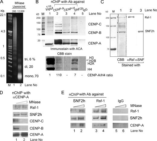 Figure 1. RSF complex interacts with CENP-A chromatin at the mononucleosome level. (A) Ethidium bromide–stained gel showing DNA nucleosomal ladder of bulk chromatin that had undergone mild (200 U/ml × min, lane 1) and extensive (12,000 U/ml × min, lane 2) digestion with micrococcal nuclease in the presence of 0.3 M NaCl. Percentages of mono-, di-, and tri-nucleosomes for lane 2 are shown at the right. (B) The bulk chromatin of asynchronous HeLa cells was mildly digested with MNase as in A, immunoprecipitated using anti-CENP-A (lane 2), anti-CENP-H (lane 3), and anti-SNF2h antibodies (lane 4), and nonimmune IgG (lane 5). Input bulk chromatin, one-tenth of the other samples, was applied in lane 1. Samples were run on a 5–20% gel and immunostained with ACA serum on the same membrane. The apparent molecular weight of CENP-A is calculated as ∼17 kD. The bottom panel shows a Coomassie blue–stained duplicate SDS-PAGE gel with histones as loading controls. The ratio of CENP-A to histone H4 of lanes 2 and 4 relative to the input sample (lane 1) was calculated and is depicted at the bottom. (C) Identification of proteins recovered by nChIP with anti-SNF2h antibodies of bulk chromatin after mild digestion with MNase (A, lane 1). The proteins eluted using the antigen peptide p4c were separated on 7.5% SDS-PAGE, transferred to a PVDF membrane, and identified with Coomassie Brilliant blue staining (lane 1) or with anti-Rsf-1 (lane 2) and anti-SNF2h (lane 3) antibodies. Fig. S1 shows mass spectrometry analysis of an identical sample. The apparent molecular weight of Rsf-1 or SNF2h is calculated from the molecular weight marker as ∼250 kD or ∼135 kD, respectively. (D) The anti-CENP-A nChIP samples of mild (lane 1) and extensive (lane 2) MNase digestion were separated in a 5–20% gel and immunostained using ACA serum, and anti-Rsf-1 and -SNF2h antibodies. (E) Western blot analysis of the nChIP samples using antibodies against SNF2h (lanes 1 and 2), Rsf-1 (lanes 3 and 4), and control IgG (lanes 5 and 6) after mild (lanes 1, 3, and 5) and extensive (2, 4, and 6) MNase digestion of bulk chromatin.