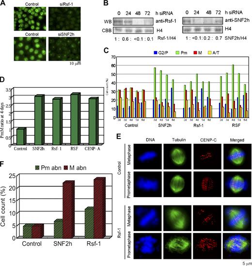 Figure 3. siRNA-mediated depletion of Rsf-1 and SNF2h of RSF delays cell cycle progression and causes kinetochore misalignment. (A) Immunostaining of HeLa cells with anti-Rsf-1 (top panels) and anti-SNF2h antibodies (bottom panels) at 48 h after mock and specific siRNA transfection. (B) Western blot analysis of Rsf-1 and SNF2h levels in cells siRNA-depleted of Rsf-1 (right) or SNF2h (left) at 0, 24, 48, and 72 h post-transfection. WB, Western blot; CBB, Coomassie Brilliant blue staining of a gel-duplicate. Rsf-1 = ∼250 kD; SNF2h = ∼135 kD. (C) Results of microscopic observation of cell stage distribution in G2 (blue), prometaphase (green), metaphase (red), and anaphase/telophase (yellow) at 2–6 d after siRNA-transfection of Rsf-1, SNF2h, and co-depletion (RSF) (n = 200–400 cells/depletion type/day post-transfection). Discrimination of each cell stage was based on the shape and condensation degree of chromosomes, distribution pattern of centromeres, and/or presence or absence of mitotic microtubules. Differences between Pm and M are shown in E as an example. (D) Prometaphase to metaphase cell ratio at 4 d post-transfection for each depletion type in C, and siCENP-A–transfected cells (see also Fig. S3). (E) Co-immunofluorescent staining of HeLa prometaphase and metaphase cells in control and siRNA-depleted samples using anti-β-tubulin (green) and anti-CENP-C (red) antibodies. DNA is shown in blue. (F) Percentage of abnormal prometaphase and metaphase cells at 4 d post-transfection, from C (n = 1).