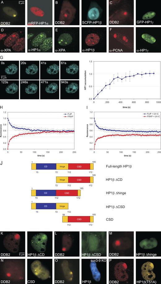 Figure 1. Recruitment of HP1s to UV damage depends on the CSD. (A–C, right) Damage-induced accumulation of mRFP–HP1-α (A), SCFP–HP1-β (B), and EGFP–HP1-γ (C) in living HeLa or MRC5 cells 30 min after local irradiation at 100 J/m2 though 5-µm pores. (A–C, left) The site of local DNA damage is indicated by accumulation of FP-tagged DDB2. (D–F, right) Immunolabeling of endogenous HP1-α (D), HP1-β (E), and HP1-γ (F) in locally UV-irradiated confluent human fibroblasts irradiated at 100 J/m2 through 3- (D and E) or 8-µm pores (F; cells are shown 30 min after irradiation). UV-damaged sites are visualized by local accumulation of XPA (D and E) or PCNA (F). (G) Accumulation of SCFP–HP1-β during the first 15 min after localized UV-C laser damage. Fig. S1 (B and C) shows the predamage distribution of HP1 in the same cell as shown in G and accumulation of DDB2-mCherry to indicate the site of damage. (H and I) Combined FLIP/FRAP analysis on NIH/3T3 cells expressing EGFP–HP1-β. Cells were either mock treated (H) or globally irradiated at 25 J/m2 (I). Half of a cell nucleus was bleached, and FLIP was measured in the nonbleached half 30 min after UV irradiation (blue line), whereas FRAP was measured in the bleached half (red line). (J) HP1-β deletion mutants. The CSD is indicated in red, the CD in blue, and the hinge in yellow. Numbers represent amino acid positions. (K–N) Nuclear localization of EGFP–HP1-β (ΔCD) (K), EGFP–HP1-β (ΔCSD) (L), EGFP–HP1-β (Δhinge) (M), and EYFP-CSD (N) in living HeLa or MRC5 cells locally irradiated at 100 J/m2 through 5-µm pores. (O and P) Recruitment of SCFP–HP1-β in Suv3-9–deficient mouse cells (O) and recruitment of EYFP–HP1-βT51A in MRC5 cells (P). The site of local DNA damage is indicated by accumulation of DDB2-mVenus or DDB2-mCherry, and images were taken 30 min after UV irradiation. Error bars indicate SD.
