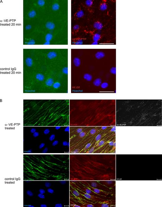 Figure 3. Antibodies against VE-PTP do not trigger endocytosis of Tie-2 and leave VE-cadherin and VE-PTP at endothelial cell contacts unaffected. (A) Confluent bEnd.3 cells were treated with polyclonal antibodies against VE-PTP (α-VE-PTP) or preimmune antibodies (control IgG) for 20 min. Subsequently, fixed and permeabilized cells were stained with Alexa 568–conjugated secondary antibodies (internalized VE-PTP, internalized control) and for Tie-2 (Tie-2). An anti–Tie-2 staining control is shown in Fig. S5. Cell nuclei were counterstained with Hoechst. Bar, 25 µm. (B) Confluent bEnd.3 cells were treated with monoclonal antibodies against VE-PTP (α-VE-PTP) or control antibodies (control IgG) for 30 min. Subsequently, fixed and permeabilized cells were stained with Alexa 568–conjugated secondary antibodies (internalized VE-PTP, internalized control) and for VE-cadherin and VE-PTP. Cell nuclei were counterstained with Hoechst. Internalized VE-PTP was not detected with new antibodies against VE-PTP, probably because epitopes were masked by the antibodies that had triggered endocytosis. Bar, 10 µm.