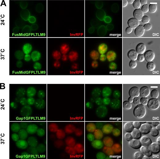 Figure 1. Intracellular accumulation of the immunoisolation baits at the restrictive temperature 37°C in sec6-4 cells. (A) FusMidGFPLTLM9, the raft-carrier cargo immunoisolation bait, and InvRFP expressed for 45 min. At the permissive temperature 24°C, FusMidGFPLTLM9 reached the PM, whereas InvRFP was secreted and therefore not visible (for InvRFP secretion, see also Fig. S3 B). At the restrictive temperature 37°C, both proteins accumulated intracellularly. (B) Gap1GFPLTLM9, the TGN/E immunoisolation bait, and InvRFP expressed for 45 min. At the permissive temperature 24°C, InvRFP was secreted and, thus, not visible (Fig. S3 B), and Gap1GFPLTLM9 localized to intracellular compartments. At the restrictive temperature 37°C, both proteins accumulated intracellularly. DIC, differential interference contrast. Bars, 2 µm.