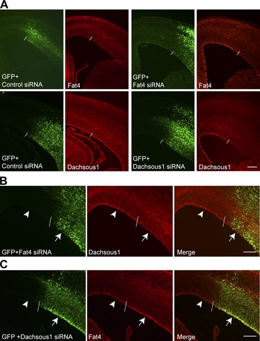 Figure 3. Fat4 and Dachsous1 reciprocally regulate protein levels. (A) In vivo knockdown of Fat4 and Dachsous1. GFP expression vector and siRNA were coelectroporated into E13.5 cerebral cortices in utero and immunostained at E15.5. Delivering Fat4 or Dachsous1 siRNAs reduced the apical expression of the respective molecules at the GFP-positive area, whereas control siRNAs did not. (B) Fat4 knockdown down-regulates the level of Dachsous1 protein. Apical expression of Dachsous1 is reduced in the GFP-positive area where Fat4 is knocked down (arrows) compared with that in the GFP-negative area (arrowheads). (C) Dachsous1 knockdown up-regulates Fat4 expression. Apical expression of Fat4 is up-regulated in the GFP-positive area where Dachsous1 is knocked down (arrows) compared with that in the GFP-negative area (arrowheads). See Fig. S2 for quantification of the data in B and C. Dashed lines indicate the boundaries between the GFP-positive and -negative areas. Bars, 200 µm.