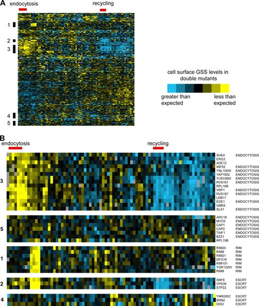 Figure 2. Endocytosis mutants have related genetic interaction profiles. (A) Hierarchical clustering was used to analyze the invertase activity values of double mutant strains generated by crossing top-scoring mutants from the primary screen (y axis) to 81 diverse trafficking mutants (x axis). Yellow indicates lower than expected levels of GSS at the cell surface, whereas blue indicates higher than expected levels (see Methods and materials for details). (B) Detailed view of clusters showing names of genes and highly represented pathways/complexes. Clusters are numbered to indicate their relative position on the heat map in A. Red bar indicates gene clusters on the y axis enriched in endocytosis or recycling genes. See Fig. S1 for a detailed view of gene names and cluster relationships.
