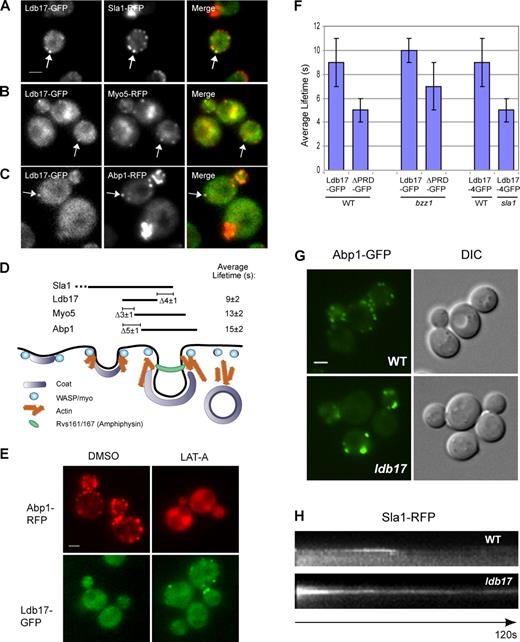 Figure 6. Ldb17 is required for proper coat and actin dynamics. (A–C) Colocalization of Ldb17-GFP with Sla1-RFP, Myo5-RFP, and Abp1-RFP. Representative single frames from GFP and RFP channels are shown together with merged images. Arrows indicate cortical patches containing both Ldb17 and RFP-tagged proteins. (D) Schematic diagram, adapted from Kaksonen et al., 2005, illustrating the timing of Ldb17 recruitment to cortical patches relative to markers of the late coat (Sla1), WASP/myo (Myo5), and actin (Abp1) modules, based on kymograph analysis of 10 patches for each GFP/RFP pair (see Fig. S3, A–C). The mean difference in the timing of Ldb17 arrival or disappearance (±SD, in seconds) relative to other markers is indicated, together with the total mean lifetime of Ldb17, Myo5, and Abp1 patches. (E) Localization of Ldb17-GFP and Abp1-RFP in cells treated with DMSO (left), or 200 µM LatA (right) for 30 min at 30°C. (F) Lifetime of GFP-tagged Ldb17 and/or Ldb17ΔPRD at cortical patches in wild type (WT), bzz1, and sla1. Lifetimes were measured for at least 10 patches per strain (mean ± SD). (G) Reduced number and increased brightness of actin patches in ldb17 cells, as assessed by microscopy of Abp1-GFP. (H) Kymograph representation of time-lapse wide-field fluorescence microscopy showing extended lifetime of Sla1-RFP at endocytic patches in ldb17 mutants, as compared with wild-type cells over 120 s. Bars, 2 µm.