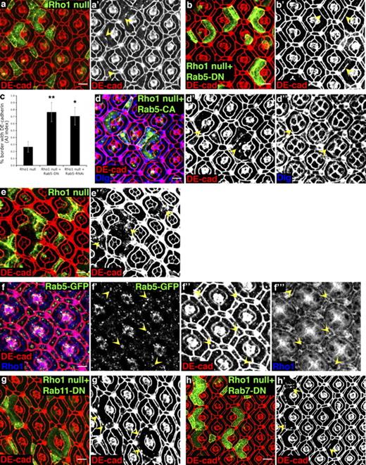 Figure 7. Rho1 maintains formed AJs by regulating membrane trafficking of DE-cadherin. (a) Confocal immunofluorescent localization of DE-cadherin (DE-cad) in Rho172 MARCM clones. (b) Confocal immunofluorescent localization of DE-cadherin in Rho172 MARCM clones expressing Rab5-DN. (a and b) Arrowheads identify AJs between two clonal cells. (c) Quantification of the ratio of border length positive for DE-cadherin immunofluorescence divided by the total border length between two Rho172 clonal cells or two Rho172 clonal cells expressing Rab5-DN or Rab5-RNAi (AJ index; see Table S4). Data are represented as mean ± SD; *, P = 0.000351 for Rho1 null + Rab5-RNAi; **, P = 0.000066 for Rho1 null + Rab5-DN. (d–d″) Confocal immunofluorescent localization of DE-cadherin (d and d′) and Dlg (d and d″) in Rho172 MARCM clones expressing Rab5-CA. Arrowheads identify AJ disruptions between PECs and cone cells. (e and e′) Confocal immunofluorescent localization of DE-cadherin after DE-cadherin endocytosis assay in Rho172 MARCM clones. Arrowheads identify accumulations of internalized DE-cadherin in Rho1-null clones. (f–f′″) Confocal immunofluorescent localization of DE-cadherin (f and f″) and Rho1 (f and f′″) in the pupal eye expressing Rab5-GFP (f and f′). Arrowheads mark colocalizations between Rab5-GFP, DE-cadherin, and Rho1. This image is 0.75 µm basal compared with other pupal eye images. (g) Confocal immunofluorescent localization of DE-cadherin in Rho172 MARCM clones expressing Rab11-DN. Arrowheads identify AJ disruptions between clonal cells and nonclonal cells. (h) Confocal immunofluorescent localization of DE-cadherin in Rho172 MARCM clones expressing Rab7-DN. Arrowheads identify AJ disruptions between clonal cells. Bars, 10 µm.