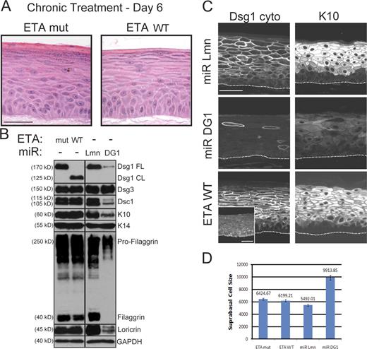 Figure 3. N-terminal ectodomain residues of Dsg1 required for adhesion are not essential for epidermal raft development. (A) H&E analysis of raft cultures treated with WT ETA (ETA WT) or a protease-dead mutant (ETA mut) and maintained at an air–liquid interface for an additional 6 d. Chronic Dsg1 EC1–3 cleavage did not grossly alter suprabasal morphogenesis. (B) Western blot analysis revealed a reduction in Dsc1, K10, filaggrin, and loricrin in raft cultures deficient in Dsg1 (miR DG1) compared with miR Lmn controls. In contrast, there were no differences in the levels of these suprabasal proteins in rafts treated with ETA WT or mut. Levels of Dsg3 and the basal marker K14 were equivalent in all conditions. Black lines indicate that intervening lanes have been spliced out. CL, cleaved; FL, full length; GAPDH, glyceraldehyde-3-phosphate dehydrogenase. (C) IHC staining confirmed that both K10 and Dsc1 (Figs. S1 and S4) were reduced in Dsg1-silenced cultures (miR DG1), whereas control (miR Lmn) and ETA-treated (ETA WT) cultures robustly expressed these suprabasal markers. Also, note that ETA-treated cultures retained a cleaved fragment (aa 382–1,049) of Dsg1 at intercellular borders, as revealed by staining with an antibody against the cytoplasmic domain of Dsg1 (Dsg1 cyto), whereas the extracellular epitope (aa 1–381) was effectively removed by ETA (inset). The dotted lines indicate the boundary between keratinocytes and the collagen matrix. (D) The mean surface area (±SEM) of individual suprabasal cells from ETA-treated or Dsg1 knockdown rafts was determined using actin immunostaining to outline the cell cortex. Although control and ETA-treated cultures exhibited suprabasal cells of similar size, cultures lacking Dsg1 possessed suprabasal cells that were nearly twice as large. Bars, 50 µm.