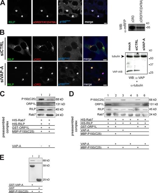 Figure 6. ORP1L requires VAP-A to remove p150Glued from Rab7–RILP. (A) Effect of the FFAT motif in ΔORD on RILP-mediated p150Glued recruitment. (left) Mel JuSo cells were transfected with GFP-RILP and mRFP-ΔORD containing a point mutation in its FFAT motif, ΔORDFFAT(D478A). Fixed cells were stained with anti-p150Glued antibodies. n > 200. (right) Mel JuSo cells were transfected with the mRFP-ΔORD or mRFP-ΔORDFFAT(D478A) constructs, and whole cell lysates were analyzed by immunoblotting with anti-mRFP antibodies (WB: α-mRFP). (B) p150Glued exclusion by ΔORD and VAP-A. VAP-A was silenced by siRNA (siVAP-A) in cells expressing GFP-RILP and mRFP-ΔORD. (left) Cells stained for p150Glued. Pixel analyses are shown in Fig. S2 E. n > 100 for each condition. (right) Western blot analysis of cells transfected with transfection reagent (mock), control (siCTRL), or VAP-A siRNA (siVAP-A) and probed for α-tubulin (as loading control) and anti–VAP-A antibodies. (C) VAP-A removes p150Glued from Rab7–RILP. GTP-locked His-Rab7(Q67L) was GTP loaded and coupled to Talon beads before adding purified RILP, ORP1L, and p150Glued(C25) fragments in equimolar amounts to form a preassembled ORP1L–Rab7–RILP–p150Glued(C25) complex. Subsequently, the complex was incubated in the presence or absence of purified VAP-A. After washing, the bead-bound proteins were analyzed by SDS-PAGE and Western blotting. (D) ORP1L requirements for p150Glued removal by VAP-A. GTP-loaded His-Rab7(Q67L) was coupled to Talon Co2+ beads before adding the isolated proteins indicated in equimolar amounts to form a preassembled complex. After washing, these complexes were exposed to isolated VAP-A or the p150Glued(C25) fragment, as indicated, and the effects on the preformed complex were assessed by SDS-PAGE and Western blot analyses with antibodies, as indicated. (E) VAP-A interacts with p150Glued. GST or GST–VAP-A was coupled to beads before exposure to the p150Glued(C25) fragment. After washing, the complexes were analyzed by SDS-PAGE and Western blotting. (A–E) Molecular masses are indicated. WB, Western blot. Bars, 10 µm.