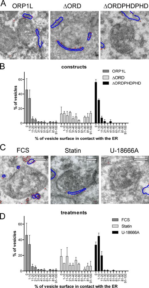 Figure 8. Cholesterol-dependent MCSs between LEs and the ER allowing in trans VAP interactions with the Rab7–RILP complex. (A) Electron micrographs of multivesicular bodies in Mel JuSo cells expressing HA-VAP and different variants of GFP-ORP1L, as indicated. Sections were stained with anti-HA antibodies detected with 15-nm gold particles. The gold particles are highlighted by red dots, and the ER membrane (containing HA-VAP) is indicated by blue lines. The original images are shown in Fig. S5 C. (B) The percentage of multivesicular bodies contacting ER structures and the contact area between the ER and LE membranes was determined in Mel JuSo cells expressing the ORP1L variants as shown in A. Over 50 multivesicular bodies were considered per condition. The data on contact area from two independent quantifications were binned as indicated, and error bars show SEM. (C) Electron micrographs of multivesicular bodies in HA-VAP– and GFP-ORP1L–expressing MelJuSo cells exposed to different cholesterol-manipulating conditions, as indicated. Sections were stained with anti-HA antibodies marked by 15-nm gold particles. The gold particles are highlighted by red dots, and the ER membrane (containing HA-VAP) is indicated by blue lines. The original images are shown in Fig. S5 F. (D) The percentage of multivesicular bodies contacting ER structures and the contact area between the ER and LE membranes from MelJuSo cells expressing ORP1L under various conditions of cholesterol manipulation (as shown in C). Over 50 multivesicular bodies were considered per condition. The data on contact area from two independent quantifications were binned as indicated, and error bars show SEM. Bars, 200 nm.