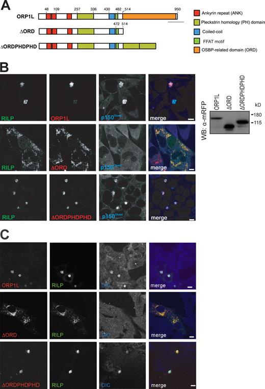 Figure 2. ORP1L controls recruitment of p150Glued to the Rab7–RILP receptor. (A) ORP1L domain structure and constructs. Five domains are predicted in ORP1L. Numbers indicate amino acid residue positions. Constructs were N-terminally tagged with mRFP. The ΔORDPHDPHD chimera had ORD exchanged for a tandem PH domain derived from ORP1L. (B) Effect of ORP1L deletion or chimeric constructs on RILP-mediated p150Glued recruitment. (left) Mel JuSo cells transfected with GFP-RILP and mRFP-ORP1L constructs and stained with anti-p150Glued antibodies before CLSM. For pixel analyses of the images, see Fig. S2 E. n > 200 for each condition. (right) Mel JuSo cells transfected with the indicated mRFP-ORP1L constructs and whole cell lysates analyzed by immunoblotting with anti-mRFP antibodies (WB: α-mRFP). Molecular standards are indicated. WB, Western blot. (C) Effect of ORP1L constructs on RILP recruitment of the p150Glued-associated dynein motor adapter DIC. Mel JuSo cells were transfected with GFP-RILP and the mRFP-ORP1L constructs indicated and stained with anti-DIC antibodies. n > 100 for each condition. Bars, 10 µm.