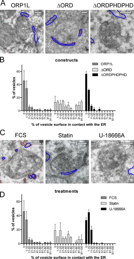 Figure 8. Cholesterol-dependent MCSs between LEs and the ER allowing in trans VAP interactions with the Rab7–RILP complex. (A) Electron micrographs of multivesicular bodies in Mel JuSo cells expressing HA-VAP and different variants of GFP-ORP1L, as indicated. Sections were stained with anti-HA antibodies detected with 15-nm gold particles. The gold particles are highlighted by red dots, and the ER membrane (containing HA-VAP) is indicated by blue lines. The original images are shown in Fig. S5 C. (B) The percentage of multivesicular bodies contacting ER structures and the contact area between the ER and LE membranes was determined in Mel JuSo cells expressing the ORP1L variants as shown in A. Over 50 multivesicular bodies were considered per condition. The data on contact area from two independent quantifications were binned as indicated, and error bars show SEM. (C) Electron micrographs of multivesicular bodies in HA-VAP– and GFP-ORP1L–expressing MelJuSo cells exposed to different cholesterol-manipulating conditions, as indicated. Sections were stained with anti-HA antibodies marked by 15-nm gold particles. The gold particles are highlighted by red dots, and the ER membrane (containing HA-VAP) is indicated by blue lines. The original images are shown in Fig. S5 F. (D) The percentage of multivesicular bodies contacting ER structures and the contact area between the ER and LE membranes from MelJuSo cells expressing ORP1L under various conditions of cholesterol manipulation (as shown in C). Over 50 multivesicular bodies were considered per condition. The data on contact area from two independent quantifications were binned as indicated, and error bars show SEM. Bars, 200 nm.