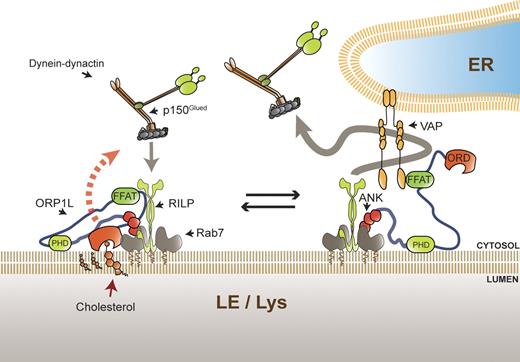 Cholesterol sensor ORP1L contacts the ER protein VAP to control Rab7RILPp150Glued and late endosome positioning | Journal of Cell Biology | Rockefeller University Press Cholesterol sensor ORP1L contacts the ER protein VAP to control Rab7RILPp150Glued and late endosome positioning | Journal of Cell Biology | Rockefeller University Press