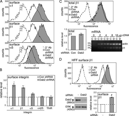 Figure 2. Steady-state surface levels of integrins α1 and β1 but not αv increase in Dab2-deficient cells. (A) Fixed, nonpermeabilized control and Dab2-deficient HeLa cells were analyzed by FACS. (B) Mean and standard error of fluorescent intensity from four independent experiments are shown. (C) FACS analysis of fixed, permeabilized HeLa cells shows that total integrin β1 only increases slightly on Dab2 removal. RT-PCR for integrin β1 and actin mRNA shows equal mRNA levels in control and Dab2-deficient cells. Mean and standard error from five independent experiments are shown. (D) HFFs treated with control or Dab2 siRNA. Western blot showing decreased Dab2 protein and FACS results showing increased surface integrin β1 (mean and standard error of two independent experiments). Data for total integrin β1 level in Dab2-deficient HFFs are shown in Fig. S1 B. (B and D) Dashed lines indicate the control levels. #, P < 0.05; *, P < 0.01; and **, P < 0.001 by t test. 2° Ab, secondary antibody control; con, control; ERK, extracellular signal-regulated kinase.