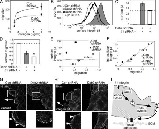 Figure 7. Dab2-mediated endocytosis regulates cell migration. (A and D) Migration through filters coated with collagen IV toward 10% FBS was measured using a Boyden chamber. *, P < 0.01; **, P < 0.001. (A) Quantification of two independent experiments performed in triplicate. For each point, mean values and range are shown. (B and C) Integrin β1 levels were reduced in Dab2-deficient cells using β1-specific siRNA. The mean fluorescence intensity of surface integrin β1 was measured by flow cytometry. (B) FACS histogram from a representative experiment. (C) Means and standard errors from four independent experiments are shown. (D) Migration of control and Dab2-deficient cells with high and normalized β1 surface levels. Mean and standard error from four independent experiments are shown. (C and D) Dashed lines indicate the control levels. (E and F) Correlation between migration and surface integrin level (r = −0.055; E) or intracellular integrin pool (r = 0.977; F). Each point shows the mean and SD of triplicate migration measurements and a single surface integrin measurement on the same cells, normalized to a simultaneous control (control HeLa, no β1 siRNA migration = 1.0). Surface integrin β1 levels were measured by FACS. Intracellular integrin β1 levels were calculated from the measured surface level and the steady-state ratio of the intracellular and surface levels (Fig. 2 and Fig. S2 A). Control HeLa cells: surface β1 = 45%, intracellular β1 = 55%, intracellular/surface = 1.22; Dab2 shRNA cells: surface β1 = 83%, intracellular β1 = 17%, intracellular/surface = 0.20. Dashed lines are best fit to the data. (G and H) Scratch wound assay. Cells were stained with vinculin (G) or integrin β1 (H). Representative single 0.2-µm sections at the ventral surface of leading edge cells from one of two independent experiments are shown. The arrow indicates the direction of migration, and the white boxes indicate the enlarged images shown in the insets. Vinculin and integrin β1 (arrowheads) concentrated at the leading edge of control but not Dab2-deficient cells. (I) Model for the role of Dab2 in integrin endocytosis and cell migration. Dab2 mediates endocytosis of β1 integrins from coated pits scattered randomly over the cell surface and maintains an internal pool of integrins. This pool is important for efficient migration because it supplies integrins for recycling to the leading edge and thus allows the polarized formation of new focal complexes and focal adhesions. Con, control.