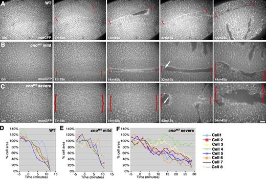 Figure 5. Mesoderm invagination in cnoMZ. (A–C) Embryos, ventral views, anterior left, and genotypes are indicated. Moe-GFP reveals F-actin. Brackets, ventral furrow; arrows, mesoderm cells round up to divide and emerge from furrow. Still images from Videos 1 (A), 2 (B), and 3 (C) are shown. (D–F) Graphs show cell cross-sectional areas as ventral furrow invaginates. t = 0, defined as 100%. Wild-type (WT) cells constrict to essentially zero before invaginating, whereas mutant cells disappear in furrow before fully constricting. Bar, 30 µm.