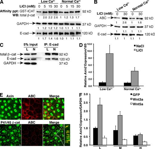 Figure 4. Adhesion limits the abundance and activity of the β-cat signaling pool. (A) Lysates from NHEKs treated with different doses of LiCl in low or normal Ca2+ were affinity precipitated (affinity ppt) with GST-ICAT to isolate cytosolic β-cat. GAPDH and E-cad loading controls were taken from inputs. WB, Western blot. (B) Lysates from NHEKs treated with LiCl or NaCl (0) in low or normal Ca2+ were immunoblotted with the antibodies shown. (A and B) The numbers below each lane reflect normalized densitometry values. (C) Lysates from low (L) and normal (N) Ca2+–treated cells immunoprecipitated for E-cad and blotted for β-cat. (D) Axin2 expression by qPCR in LiCl-activated NHEKs in low or normal Ca2+. Fold change was calculated by normalizing to the low Ca2+/NaCl sample. (E) Axin and P41/45 β-cat localize to cell contacts in NHEKs. Cell contact staining of P41/45 is absent in β-cat−/− mouse keratinocytes, indicating that the staining is specific (Fig. S1 B). The white box shows the area of cell contact shown at higher magnification to the right. (F) Axin2 expression by qPCR in GFP-, Wnt3a-GFP–, or Wnt5a-GFP–infected lung cells cultured at low (L), medium (M), or high (H) density. (D and F) Error bars represent standard deviation of triplicate samples. Bars, 10 µm.