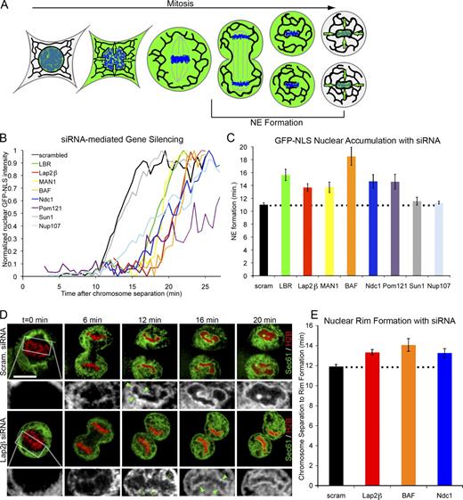 Figure 1. Chromatin-binding NE proteins collaborate during NE formation. (A) Diagram shows the dynamic localization of nuclear-targeted GFP (green) during open mitosis. Reaccumulation of GFP-NLS into daughter nuclei serves as an indicator for completed NE formation. (B) Cells were transfected with H2B-tdTomato and GFP-NLS and imaged through mitosis. Representative traces of chromatin-localized GFP-NLS in which t = 0 is set at the onset of chromosome separation show the time required for NE formation in U2OS cells with reduction of protein levels by siRNA knockdown. (C) Average time from chromosome separation to GFP-NLS nuclear accumulation was plotted. n > 20 for each condition (Table S1) with P < 0.01 when LBR, Lap2β, MAN1, BAF, Ndc1, or Pom121 siRNA was compared with scrambled (scram) RNA control, and P = 0.23 and 0.20 for Sun1 and Nup107, respectively (by t test). (D) U2OS cells were transfected with H2B-tdTomato (red) and Sec61-GFP (green, black, and white insets) and imaged from mitosis. Nuclear rim formation was compared in cells transfected with scrambled RNA or siRNA against Lap2β (closed arrowheads). After 12 min, no nuclear rim was detected with the knockdown of Lap2β (open arrowheads) compared with rim signal present in scrambled siRNA controls. Outlined areas represent the regions that are magnified below. Bar, 20 µm. (E) Average time from chromosome separation to complete nuclear rim formation was plotted. P < 0.01 when Lap2β, BAF, or Ndc1 knockdown was compared with scrambled RNA. Dotted lines indicate control cell timing. Error bars indicate SEM.