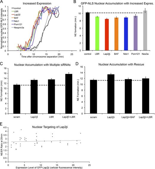 Figure 2. Chromatin-interacting NE proteins promote nuclear assembly. (A) Cells were transfected as in Fig. 1 B and imaged through mitosis. Representative traces of chromatin-localized GFP-NLS in which t = 0 is set at the onset of chromosome separation show the time required for NE formation in U2OS cells in which protein levels were increased by transfection with epitope-tagged constructs. (B) Average time from chromosome separation to GFP-NLS nuclear accumulation was plotted. P < 0.001 when Lap2β, LBR, BAF, Ndc1, or Pom121 increased expression (expres) was compared with control cells, and P = 0.20 for nesprin-3a (Nes3a; Table S2). (C) NE formation time was measured after partial knockdown of Lap2β, LBR, or both with a single round of siRNA transfection when Lap2β or LBR were compared with scrambled (scram) RNA oligos or when Lap2β + LBR was compared with Lap2β or LBR alone (P < 0.001; Table S3). (D) NE formation time was measured after partial knockdown of Lap2β combined with overexpression of either BAF or LBR and compared with the partial knockdown alone (P > 0.20 for each). (E) U2OS cells were transfected with GFP-Lap2β and H2B-tdTomato and imaged through mitosis. Average GFP fluorescence intensity was measured over entire cell and plotted against the ratio of GFP-Lap2β at the NE to peripheral GFP-Lap2β (NE/ER ratio). n > 20 for each condition (Table S3). Dotted lines indicate control cell timing. Error bars indicate SEM.