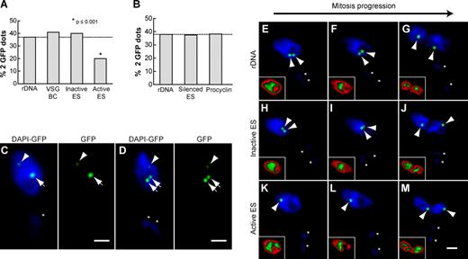 Figure 2. Enhanced sister chromatid cohesion is a distinctive feature of the active VSG ES. Different cell lines with GFP-tagged loci described previously (Landeira and Navarro, 2007) were subjected to indirect IF using polyclonal anti-GFP antibodies and DAPI staining. (A) Histogram showing the percentage of nuclei containing two GFP dots in 2K1N bloodstream form trypanosomes with a GFP tag in either the rDNA locus (n = 196), VSG-BC (n = 166), inactive VSG ES (n = 104), or active VSG ES (n = 161). (B) Histogram showing the percentages of cells containing two GFP dots in 2K1N procyclic form trypanosomes with a GFP tag in either the rDNA locus (n = 166), silenced VSG ES (n = 184), or procyclin locus (n = 170). (A and B) Dashed lines indicate the value of the rDNA that was used as the expected value in Fisher's exact test. (C and D) Representative pictures of a 1K1N (C) or 2K1N (D) cell showing GFP dot detection in a double GFP-tagged bloodstream cell line, with GFP marking the rDNA locus (250 lac operator repeats; arrows) and active VSG ES (35 lac operator repeats; arrowheads). (E–M) 2K1N bloodstream form cell lines tagged with GFP in the rDNA locus (n = 170), inactive VSG ES (n = 201), or active ES (n = 186) were grouped based on DAPI staining (Fig. S2) as G2 prophase, metaphase, or anaphase and scored as containing either one or two GFP dots. Representative pictures show GFP dot detection (arrowheads) in cell lines GFP tagged in the rDNA locus (E–G), inactive VSG ES (H–J), and active VSG ES (K–M). Insets show DAPI signal distribution by applying a gradient LUT (see Materials and methods), for which red corresponds to lower intensity pixel values and green to higher values. (C–M) Asterisks mark the kinetoplast. Bars, 1 µm.
