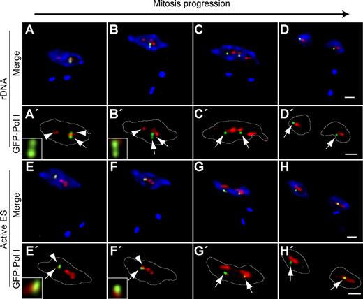 Figure 3. Sisters of the active VSG ES remain associated to the unique ESB until chromosome segregation. Different cell lines with a GFP tag in either the rDNA locus or the active VSG ES were subjected to double indirect 3D IF using anti-TbRPA1 antiserum, monoclonal anti-GFP antibodies, and DAPI staining. The positions of GFP dots and pol I machinery were determined during different mitotic phases as defined by DAPI staining (Fig. S2). (A–H) Maximum intensity projections of three-channel 3D representative stacks showing anti-TbRPA1 signal in red, anti-GFP signal in green, and DAPI staining in blue in the cell line GFP tagged in the rDNA (A–D) or active VSG ES (E–H). (A′–H′) Maximum intensity projections of the anti-TbRPA1 and anti-GFP signals. Insets show single planes of anti-TbRPA1 and anti-GFP signals for the slice in which the maximum GFP dot intensity was detected. The yellow color indicates colocalization. White lines indicate the nuclear outline. Arrows indicate the GFP dot signal, whereas arrowheads mark the position of the ESB. Bars, 1 µm.