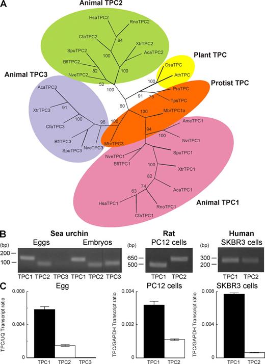 Figure 1. An expanded family of TPC genes in animals. (A) Maximum likelihood tree constructed using the conserved regions of TPC sequences from the representative organisms listed in Table S1. Shading highlights TPC isoforms in plants, protists, and animals, with the latter subdivided into three distinct groupings. Bootstrap values >50 are shown at the branches. (B) End point RT-PCR analysis showing expression of transcripts for TPC isoforms in the indicated cell type/embryo (prism stage). The expected sizes of the amplicons were 152 (SpuTPC1), 93 (SpuTPC2), 107 (SpuTPC3), 473 (RnoTPC1), 575 (RnoTPC2), 250 (HsaTPC1), and 250 bp (HsaTPC2). Black lines indicate that intervening lanes have been spliced out. (C) Quantitative RT-PCR of TPC isoforms. Data were normalized to the expression level of the indicated housekeeping gene. Error bars indicate SEM.