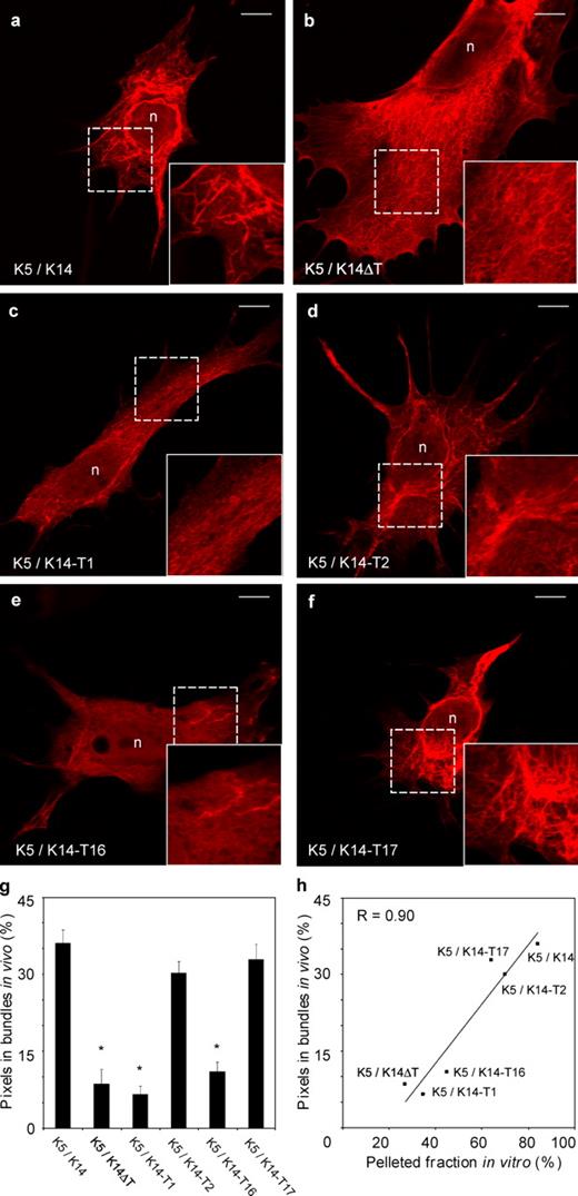 Figure 6. De novo keratin network formation in transfected BHK-21 fibroblasts. Bicistronic expression vectors consisting of a GFP reporter and a type I keratin cDNA (K14, K14ΔT, K14-T1, K14-T2, K14-T16, and K14-T17; see Fig. 5 B) were individually cotransfected with a K5 expression vector into keratin-free baby hamster kidney fibroblasts (BHK-21). Cells were fixed and processed for analysis 72 h later. GFP fluorescence was used as an indicator of type I keratin expression. (a–f) Indirect immunofluorescence for K5 using confocal microscopy. The combinations transfected are given in the lower left corner. The areas included in the squares with broken lines are magnified in the bottom right insets. n, nucleus. Bars, 10 µm. (g) Quantitation of the fluorescence signal specifically associated with large filament bundles in transfected cells. Image processing is detailed under Materials and methods and illustrated in Fig. S3. Bars represent the mean and SEM (error bars) from 45 cells from three transfection experiments. *, significantly different from wild-type K5/K14; one-way ANOVA, P < 0.001. (h) The correlation between in vitro (pellet fraction in the low speed sedimentation assay; Fig. 5 D) and in vivo assembly behavior (bundle-associated fluorescence in transfected BHK-21 cells; Fig. 6 G) for the various type I tail domain mutants tested in this series of experiments.