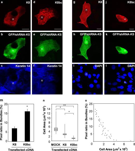 Figure 4. Testing the assembly properties of wild-type K8 and the K8bc chimera in type II keratin-depleted skin keratinocytes. Skin keratinocytes from newborn K6a/K6b-null mice were seeded in primary culture on glass coverslips (a–f) or collagen IV–coated coverslips (g–l), treated with an shRNA construct (in the context of a bicistronic vector also fostering GFP expression) to knock down K5 expression (see Materials and methods and Fig. S5), and simultaneously transfected with an expression vector for either K8 or K8bc, tested as rescue type II keratins. Cells were fixed 72 h later, and processed for triple immunostaining. GFP fluorescence was used as an indicator of K5 knockdown (Fig. S5). (a–c) Representative cell expressing K8. Some areas in the cytoplasm do not show well in this focal plane. (d–f) Representative cell expressing K8bc. (g–i) Representative cell expressing K8 on the collagen IV–coated surface. (j–l) Representative cell expressing K8bc on the collagen IV–coated surface. The antigen being detected is given in the top right corner. n, nucleus. Bars, 10 µm. (m) Quantitation of the fluorescence signal specifically associated with large filament bundles in transfected cells cultured on glass coverslips. Image processing is detailed under Materials and methods and illustrated in Fig. S3. Each bar represents the mean and SEM (error bars) from 15 cells from three independent transfection experiments. *, significantly different from wild-type K8/K14; t test, P < 0.05. (n) Quantification of cell area in K8-expressing and K8bc-expressing cells cultured on a collagen IV–coated surface. Each box represents the mean and SEM (error bars) from 20 cells from three independent transfection experiments. Solid lines show minima and maxima values for each group. *, significantly different, P < 0.05; **, significantly different, P < 0.01. One-way ANOVA was used. (o) Correlation between the bundle-associated fluorescence signal in transfected cells, and their surface area, for the K8-transfected and K8bc-transfected keratinocytes cultured on a collagen IV–coated surface.