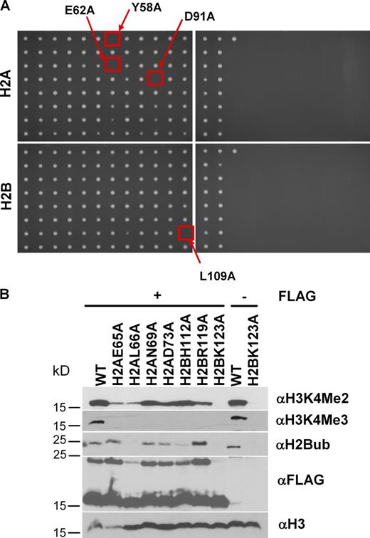 Figure 5. Generation of the entire H2A/H2B alanine-scanning collection in an FY406 background. (A) The H2A/H2B alanine-scanning library was generated as described in our previous study (Nakanishi et al., 2008). The complete removal of wild-type (WT) H2B was ensured by multiple rounds of 5-FOA selection and verified by sequencing. Each colony represents a strain expressing histones containing a single alanine substitution mutation of each of the residues of H2A and H2B. Red squares indicate the location of strains that are inviable in SD media containing 5-FOA (lethal mutants). For the key to the corresponding mutant strains within each plate, see Tables S2 and S3. (B) Western blot analysis of mutant strains in the FY406 background identified as defective for proper methylation of H3K4. Cell extracts prepared from each mutant strain were subjected to SDS-PAGE and analyzed by Western analysis with antibodies to dimethyl H3K4, trimethyl H3K4 (αH3K4me2 and αH3K4me3, respectively), monoubiquitinated H2BK123 (αH2Bub), or Flag (αFLAG). An antibody against H3 (αH3) was used as a loading control. White lines indicate that intervening lanes have been spliced out.