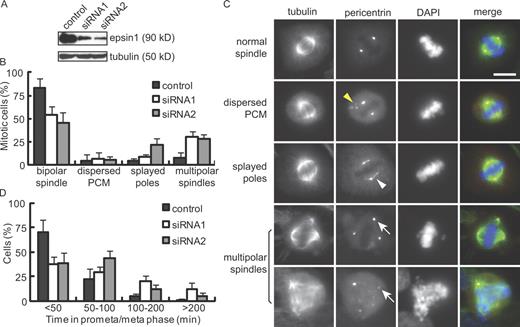 Figure 1. Effects of epsin1 reduction on mitosis in HeLa cells. (A) Western blotting of epsin1 48 h after siRNA transfection. Each oligonucleotide targeting different regions of human epsin1 caused an ∼80% reduction of epsin1 at 48 h. α-Tubulin was used as a loading control. (B) Quantification of spindle defects in HeLa cells treated with control or epsin1 siRNA oligonucleotides. Results from five independent experiments were averaged. Spindles were analyzed based on α-tubulin and pericentrin staining, with >100 prometaphase and metaphase cells counted in each condition per experiment. (C) Examples of normal and abnormal spindles visualized by α-tubulin (green), pericentrin (red), and DAPI (blue) staining. Yellow and white arrowheads indicate cytoplasmic pericentrin staining and stretched pericentrin staining along the unfocused spindle poles, respectively. White arrows point to multiple spindle poles. (D) Reduction of epsin1 affects mitotic progression. HeLa cells stably expressing histone H2B–GFP were treated with control or epsin1 siRNA. Live imaging was acquired at 3-min intervals during 32–48 h after transfection (Fig. S1 C). Quantification of the time between nuclear envelope breakdown and chromosome segregation is shown. Results from three independent experiments were averaged, with >100 mitotic cells analyzed in each condition. (B and D) Error bars show standard deviation. PCM, pericentriolar material. Bar, 10 μm.
