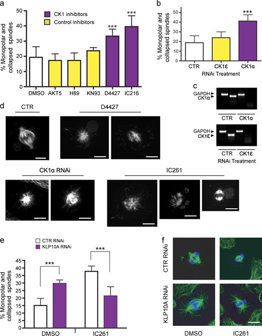 Figure 5. Regulation of KLP10A by CK1α. (a) The concentrations of kinase inhibitors applied to medium were chosen according to their reported Ki values (Table S1). DMSO, n = 6 (600); AKT5, n = 4 (400); H89, n = 4 (400); KN93, n = 3 (300); D4427, n = 4 (400); and IC216, n = 4 (400); with numbers in parentheses indicating the total number of cells analyzed. (b) RNAi treatment was performed to deplete the CK1α and -ε isoforms in S2 cells. Only CK1α RNAi significantly increased the percentage of monopolar spindles. Control (CTR), n = 4 (400); CK1ε, n = 6 (600); and CK1α, n = 8 (800). (c) Semiquantitative PCR showing the efficacy of RNAi. The housekeeping gene, GAPDH, was used as a control. (d) Gallery of mitotic phenotypes obtained after inhibition of CK1. (e) Depletion of KLP10A by RNAi rescues the increase in monopolar/collapsed spindles caused by CK1 inhibition. After RNAi, S2 cells were incubated in the presence of 8 µM IC261 for 3 h and processed for immunostaining with antitubulin and antiphospho-histone antibodies. DMSO control RNAi, n = 2 (400); DMSO 10A RNAi, n = 3 (600); IC261 control RNAi, n = 2 (400); and IC261 10A RNAi, n = 3 (600). (f) Representative images of mitotic spindles obtained from the rescue experiment shown in e. Green, antitubulin; blue, antiphospho-histone. ***, P < 0.001. Error bars indicate SD. Bars, 5 µm.