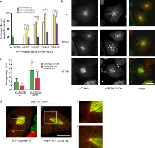 Figure 3. KLP10A S573 phosphomimetic and nonphosphorylatable mutants alter MT dynamics in mitosis. (a) Percentage of KLP10A wt–, S573A–, or S573E–expressing mitotic cells with collapsed or monopolar spindles. Control cells were not transfected with any KLP10A construct (green bar). Cells expressing similar levels of the different transgenic KLP10A constructs are grouped together for comparative analysis. Numbers at tops of bars indicate n. Fig. S1 b shows the distributions of mRFP expression levels in the analyzed cells. (b) Representative confocal images of mitotic figures observed in the presence of similar amounts of mRFP-KLP10A wt, S573A, and S573E. (c) Mean astral MT lengths and mRFP-KLP10A comet lengths in mitotic cells expressing mRFP-KLP10A wt (n = 9 for 40.17 MTs) or S573E (n = 9 for 88.71 comets). (d) Images showing astral MTs of spindles from cells expressing either the wt or S573E protein. Magnified views of the boxed regions are shown on the right. *, P < 0.05; **, P < 0.01; ***, P < 0.001. Error bars indicate SD. Bars, 5 µm.