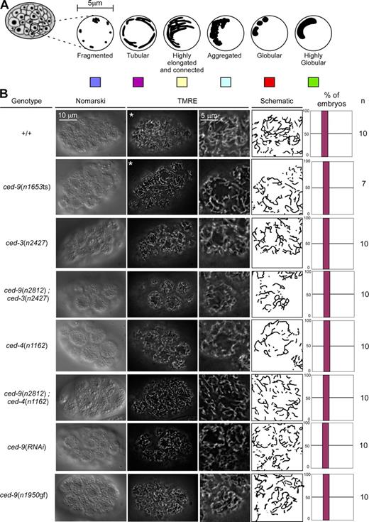 Figure 4. The loss of ced-9 function does not cause detectable defects in mitochondrial morphology in embryos. (A) Schematic of the mitochondrial morphologies observed in embryos. (B) Mitochondria of wild-type (+/+), ced-3(n2427), ced-9(n2812); ced-3(n2427), ced-4(n1162), ced-9(n2812); ced-4(n1162), ced-9(n1653ts), ced-9(RNAi), and ced-9(n1950gf) embryos were stained using TMRE, as indicated in Materials and methods. Quantification of the different mitochondrial morphologies observed and the number of embryos analyzed are indicated. Videos 6 and 7 show 3D reconstructions of wild-type and ced-9(n1653ts) embryos marked with asterisks.