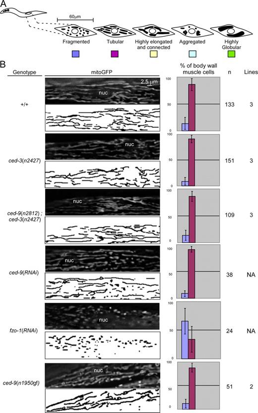 Figure 5. The loss of ced-9 function does not cause detectable defects in mitochondrial morphology in body wall muscle cells. (A) Schematic of the mitochondrial morphologies observed in body wall muscle cells. (B) Wild-type (+/+), ced-3(n2427), ced-9(n2812); ced-3(n2427), ced-9(RNAi), fzo-1(RNAi), and ced-9(n1950gf) L4 larvae carrying a Pmyo-3 mitogfp transgene were analyzed by fluorescent microscopy. Quantification of the different mitochondrial morphologies observed and the number of body wall muscle cells and transgenic lines analyzed are indicated, and quantification of the mitochondrial length is shown in Fig. S4. nuc, nucleus. Error bars indicate standard deviations.