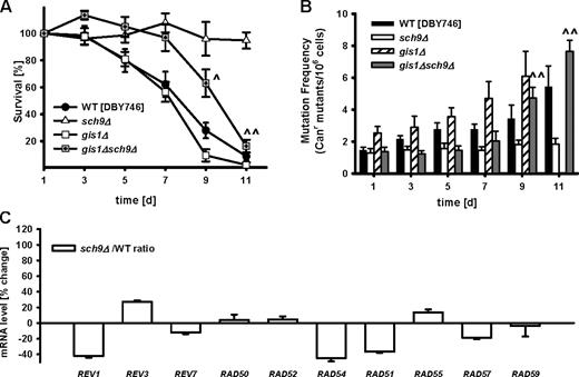 Figure 3. Stress response transcription factor Gis1 is required for life span extension and attenuated genomic instability associated with SCH9 deficiency. (A) Chronological survival (n = 11) and (B) mutation frequency in the CAN1 gene (n = 11) of the wild type (WT; DBY746) and sch9Δ mutants. ^, P < 0.05; ^^, P < 0.01; two-tailed t test, sch9Δ gis1Δ versus sch9Δ at the indicated time points. (C) mRNA levels of REV1, REV3, REV7, and recombination genes involved in DNA repair. WT (DBY746) and sch9Δ were grown in SDC media. Cells were collected on day 2.5 for mRNA extraction and microarray analysis. Data represent mean ± SEM (error bars) of percentage change, sch9Δ versus WT (n = 3). For complete microarray data, see Table S2.