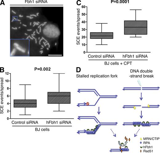 Figure 5. Depletion of hFbh1 increases SCE. (A) BJ cells were transfected with control or hFbh1 siRNAs for 48 h and subjected to SCE analysis. Metaphase chromosome spreads were prepared, and the number of SCE events was scored on a per cell basis and subjected to statistical analysis. The image shows a representative metaphase chromosome spread from hFbh1-depleted cells. The inset shows a magnification of an SCE event in the boxed region. Efficiency of hFbh1 knockdown is shown in Fig. S3. Bar, 10 µm. (B) Box plot showing results of the experiment in A. The increase in SCE events in hFbh1-depleted cells was reproduced in an independent experiment. At least 25 metaphase spreads were analyzed in each experiment. (C) SCE assay of cells as in B. 2.5 nM camptothecin (CPT) was present in the medium throughout the course of the experiment. (D) A hypothetical model of the pro- and anti-recombinase function of hFbh1 at stalled replication forks (left) and resected DSBs (right). See Materials and methods for further details.