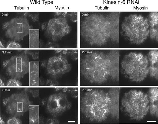 Figure 3. Localization of microtubules and myosin at the cortex during anaphase in wild type and cells depleted of Kinesin-6 by RNAi. mCherry-tubulin and myosin-GFP were imaged by dual-color TIRF microscopy. The insets in the wild-type cell show enlarged views of stable microtubule bundles that appear at the equatorial cortex within the TIRF illumination field. The interior, bipolar mitotic spindle is not visible by TIRF imaging but is aligned and extends perpendicular to the band of equatorial myosin accumulation (as in Fig. 1). Depletion of the Kinesin-6 motor by RNAi prevents both the accumulation of myosin-GFP at the equator and loss at the poles and reduces the number of equatorial microtubule bundles during anaphase. Although myosin does not accumulate at the equator, anaphase is noted by the increase in the number of microtubules that reach the cortex in the Kinesin-6 RNAi cells. Kinesin-6 RNAi cells also tend to have a more homogeneous pattern of myosin at the cortex during metaphase (compare 0 s time points). See Videos 2 (wild type) and 6 (Kinesin-6 RNAi). Bars, 10 µm.