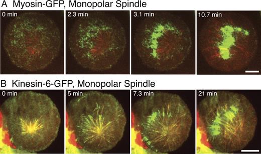 Figure 5. Localization of myosin-GFP and Kinesin-6–GFP (Pav-GFP) in cells with monopolar spindles. Monopolar spindles were induced by RNAi depletion of the Kinesin-5 motor (Klp61F in Drosophila); cells also were treated with dsRNA for BubR1, which causes these monopolar cells to bypass the spindle assembly checkpoint and proceed into anaphase. Cells were coexpressing mCherry-tubulin along with myosin-GFP (A) or Kinesin-6–GFP (B) and imaged by dual-color TIRF microscopy (note that different cells are shown in A and B). Both cells have asymmetric monopolar spindles, with most microtubules projecting toward one side of the cell. In A and B, myosin-GFP and Kinesin-6–GFP accumulate at the regions of microtubule plus ends during anaphase. See Videos 9 (myosin-GFP) and 5 (Kinesin-6–GFP). Bars, 10 µm.