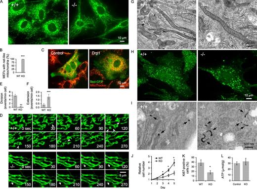 Figure 3. Characterization of Drp1−/− MEFs. (A) MEFs were immunostained with anti-Tom20 antibodies. (B) Quantitation of MEFs with netlike mitochondria (n ≥ 3; >100 cells/experiment). (C) Drp1−/− MEFs carrying pTracer-EF/Bsd (control; Invitrogen) and pTracer-EF/Bsd-Drp1 were stained with MitoTracker (Invitrogen). (D) Frames from time-lapse confocal microscopy (Videos 1 and 2). Arrowheads indicate mitochondrial division, and arrows show extension and retraction of mitochondrial tubules. (E and F) Quantitation of mitochondrial division (E) and extension (F; n ≥ 8). (G) EM of mitochondria in MEFs. (H) Peroxisomal morphology. MEFs were immunostained using anti-Pex14 antibodies. (I) EM of peroxisomes in MEFs. Peroxisomes were identified using cytochemical staining for catalase with DAB (arrows). (J) Cell proliferation (n ≥ 9). (K) Quantitation of Ki67-positive MEFs (n = 6; >100 cells/experiment). (L) Intracellular ATP levels in control (Drp1+/+ and Drp1+/−) and Drp1−/− MEFs (n ≥ 6). WT, wild type; KO, knockout. *, P < 0.05; **, P < 0.01; ***, P < 0.001. Error bars indicate mean ± SEM.